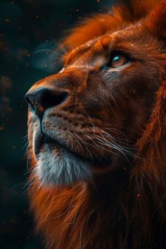 a close up of a lion's face with water droplets on its fur and eyes