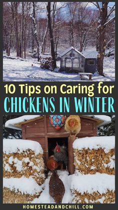 chickens in winter with text overlay that reads 10 tips on caring for chickens in winter