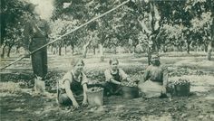 an old black and white photo of three women in the woods with buckets full of food