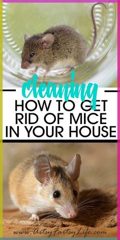 a mouse sitting on top of a wooden floor next to a glass bottle with the words cleaning how to get rid of mice in your house