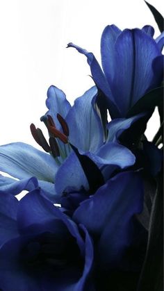 blue flowers are in the middle of a white background