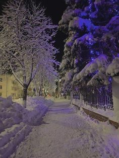 snow covered trees and benches along a snowy path at night with blue lights in the background