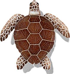 a drawing of a sea turtle with brown and white stripes on it's shell