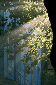 the sun shines through leaves in front of a building