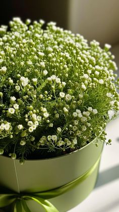 small white flowers in a green pot with a bow around the top and bottom part