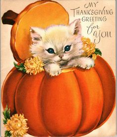 a white kitten sitting in a pumpkin with flowers on it's head and the words, my thanksgiving greeting for you