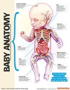 an image of the human body and its major organs, including the baby's stomach