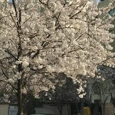 a tree with white flowers in the middle of a city street next to parked cars