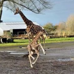 two giraffes are running in the mud together