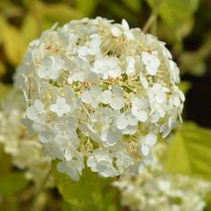 white flowers with green leaves in the background