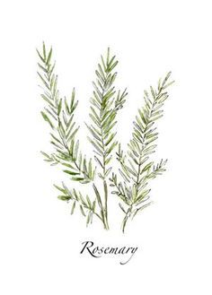 a watercolor painting of rosemary on a white background with the word rosemary written below