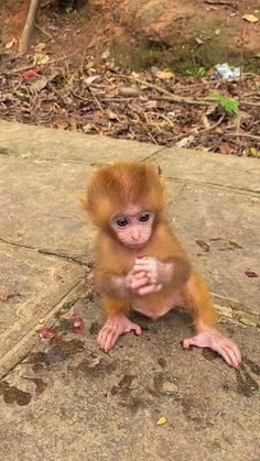 a small monkey sitting on top of a cement floor next to a tree and dirt ground