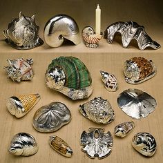 several seashells are arranged on a table