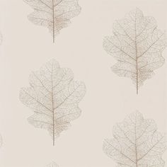 four different types of leaves on a white background