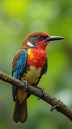 a colorful bird sitting on top of a tree branch