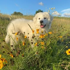 a white dog laying in the grass with yellow flowers around it's neck and mouth