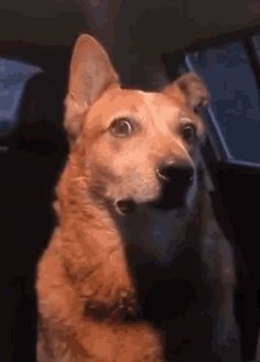 a dog sitting in the back seat of a car looking up at something with its mouth open