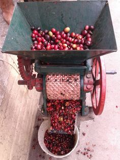 a wheelbarrow filled with lots of cherries