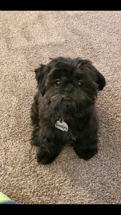 a small black dog sitting on top of a carpet