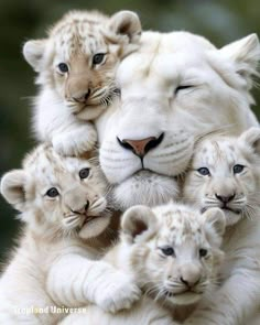 a group of white tiger cubs cuddle together in the middle of their mother's arms