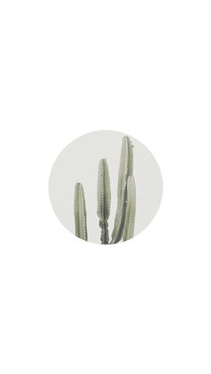 a group of small cactus plants in a white circle