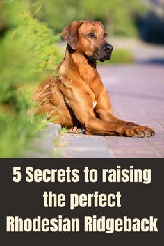 a brown dog laying on top of a sidewalk next to green grass and bushes with the words 5 secrets to raising the perfect rhodesan ridgeback