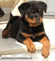 a black and brown dog laying on top of a white step next to a person