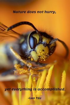 a bee sitting on top of a flower with a quote about nature does not hurry