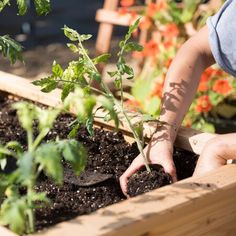 someone is picking up some plants from the ground in their raised garden bed, with one hand on top of the planter