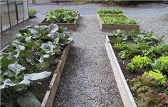 a garden filled with lots of different types of plants