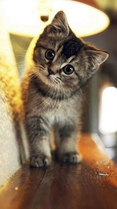 a small kitten standing on top of a wooden table next to a lamp and chair