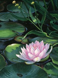 a painting of a pink waterlily in the middle of lily pads with green leaves