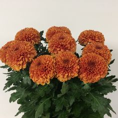 a vase filled with orange flowers on top of a table