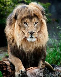 a large lion sitting on top of a log