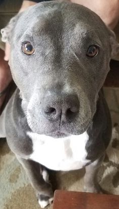 a close up of a dog on a carpet near a persons legs and hand holding something in it's mouth