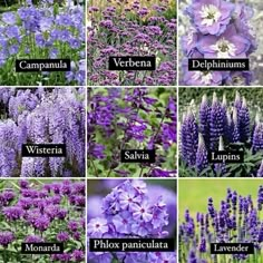 the different types of flowers that are in this photo, and what do they mean?