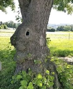 a tree with a hole in the trunk