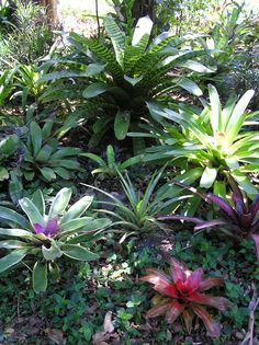 several different types of plants in the grass and on the ground with trees behind them