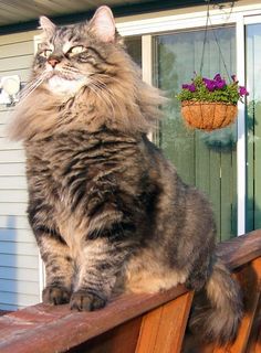 a long haired cat sitting on top of a wooden bench next to a potted plant