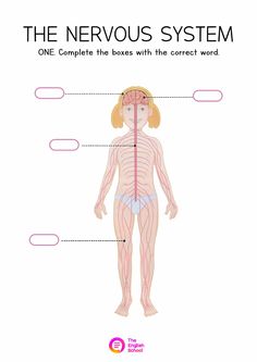 the nervous system is shown in this diagram, with labels for each organ and its corresponding parts