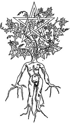 the tree of life has many branches and leaves on it, vintage line drawing or engraving illustration