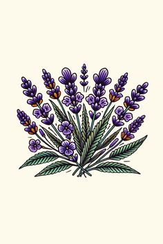 a drawing of purple flowers and leaves on a white background with the words lavender written below it