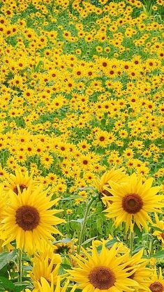 a field full of yellow sunflowers and green grass