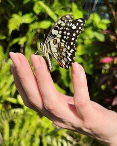 a butterfly that is sitting on someone's hand in front of some plants and bushes