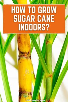 a bamboo plant with the words how to grow sugar cane indoors?