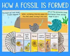 how a fossil is formed with pictures of different types of rocks and other things in it