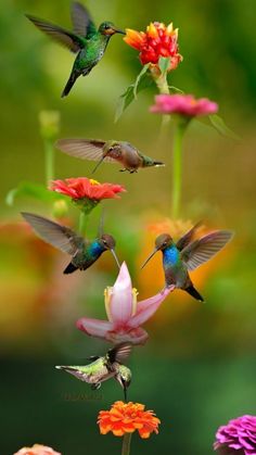 several hummingbirds are flying around colorful flowers