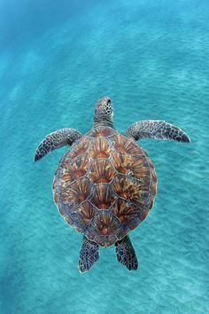 a turtle swimming in the ocean with text that reads, wildlife earth is the most popular page for finding all wildlife on earth