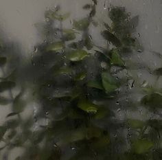 water drops on the window with green plants in it