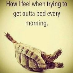 a turtle with the caption how i feel when trying to get outa bed every morning